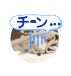 チワワのミルキー②（個別スタンプ：27）