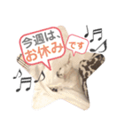 チワワのミルキー②（個別スタンプ：29）