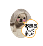 チワワのミルキー②（個別スタンプ：30）