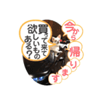チワワのミルキー②（個別スタンプ：33）