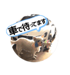 チワワのミルキー②（個別スタンプ：34）