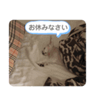 チワワのミルキー②（個別スタンプ：35）