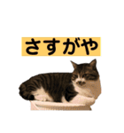 きじしろ猫のごまちゃん3（個別スタンプ：3）