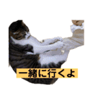 きじしろ猫のごまちゃん3（個別スタンプ：5）