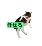 きじしろ猫のごまちゃん3（個別スタンプ：6）