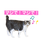 きじしろ猫のごまちゃん3（個別スタンプ：8）