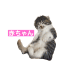 きじしろ猫のごまちゃん3（個別スタンプ：9）