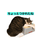 きじしろ猫のごまちゃん3（個別スタンプ：10）