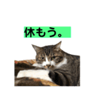 きじしろ猫のごまちゃん3（個別スタンプ：11）
