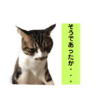 きじしろ猫のごまちゃん3（個別スタンプ：12）