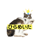 きじしろ猫のごまちゃん3（個別スタンプ：13）
