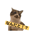 きじしろ猫のごまちゃん3（個別スタンプ：14）