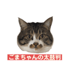 きじしろ猫のごまちゃん3（個別スタンプ：16）