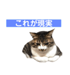 きじしろ猫のごまちゃん3（個別スタンプ：17）