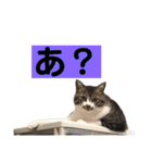 きじしろ猫のごまちゃん3（個別スタンプ：18）