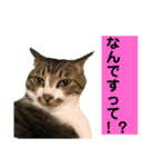 きじしろ猫のごまちゃん3（個別スタンプ：20）