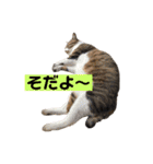 きじしろ猫のごまちゃん3（個別スタンプ：21）