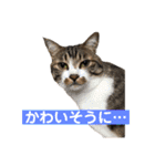 きじしろ猫のごまちゃん3（個別スタンプ：22）