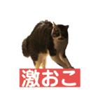 きじしろ猫のごまちゃん3（個別スタンプ：23）