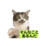 きじしろ猫のごまちゃん3（個別スタンプ：25）