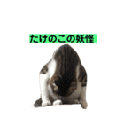 きじしろ猫のごまちゃん3（個別スタンプ：26）