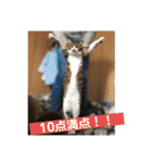 きじしろ猫のごまちゃん3（個別スタンプ：28）