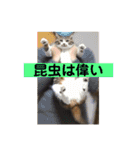きじしろ猫のごまちゃん3（個別スタンプ：29）