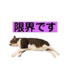 きじしろ猫のごまちゃん3（個別スタンプ：30）