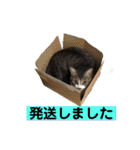 きじしろ猫のごまちゃん3（個別スタンプ：31）