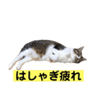 きじしろ猫のごまちゃん3（個別スタンプ：32）