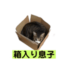 きじしろ猫のごまちゃん3（個別スタンプ：35）