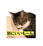 きじしろ猫のごまちゃん3（個別スタンプ：36）