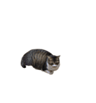きじしろ猫のごまちゃん3（個別スタンプ：37）