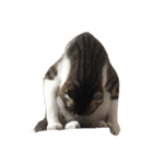 きじしろ猫のごまちゃん3（個別スタンプ：38）
