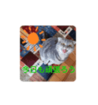 猫になりたい2（個別スタンプ：1）