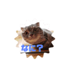猫になりたい2（個別スタンプ：2）