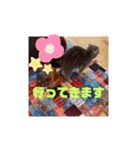 猫になりたい2（個別スタンプ：3）