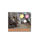 猫になりたい2（個別スタンプ：4）