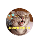 猫になりたい2（個別スタンプ：6）