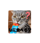 猫になりたい2（個別スタンプ：7）