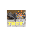 猫になりたい2（個別スタンプ：8）