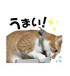 ふにゃぷにちゃん（個別スタンプ：4）