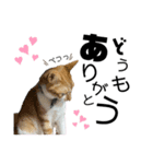 ふにゃぷにちゃん（個別スタンプ：7）
