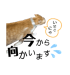ふにゃぷにちゃん（個別スタンプ：8）