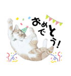 ふにゃぷにちゃん（個別スタンプ：12）
