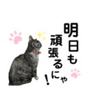 ふにゃぷにちゃん（個別スタンプ：13）