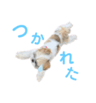 おひめの忙しい日常（個別スタンプ：19）