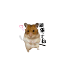 みんなのハムゴルフ（個別スタンプ：4）