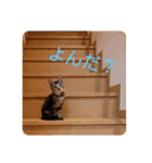 しおちゃんです（個別スタンプ：1）