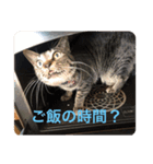 しおちゃんです（個別スタンプ：2）
